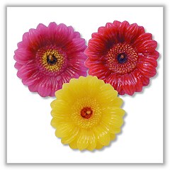 gerber daisy pictures